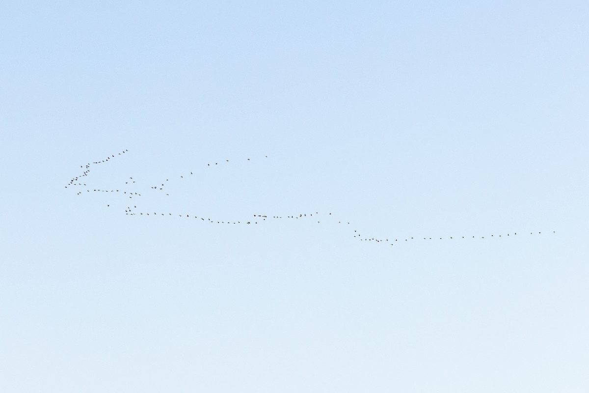 Double-crested Cormorant - ML643225448