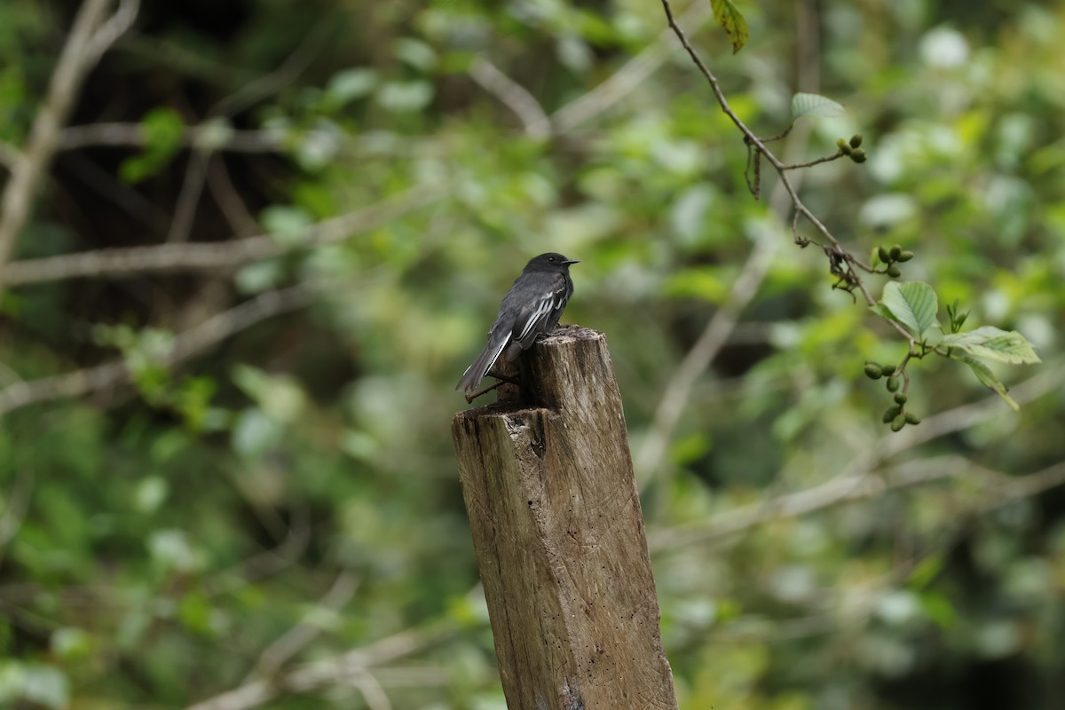 Black Phoebe (White-winged) - ML643225450