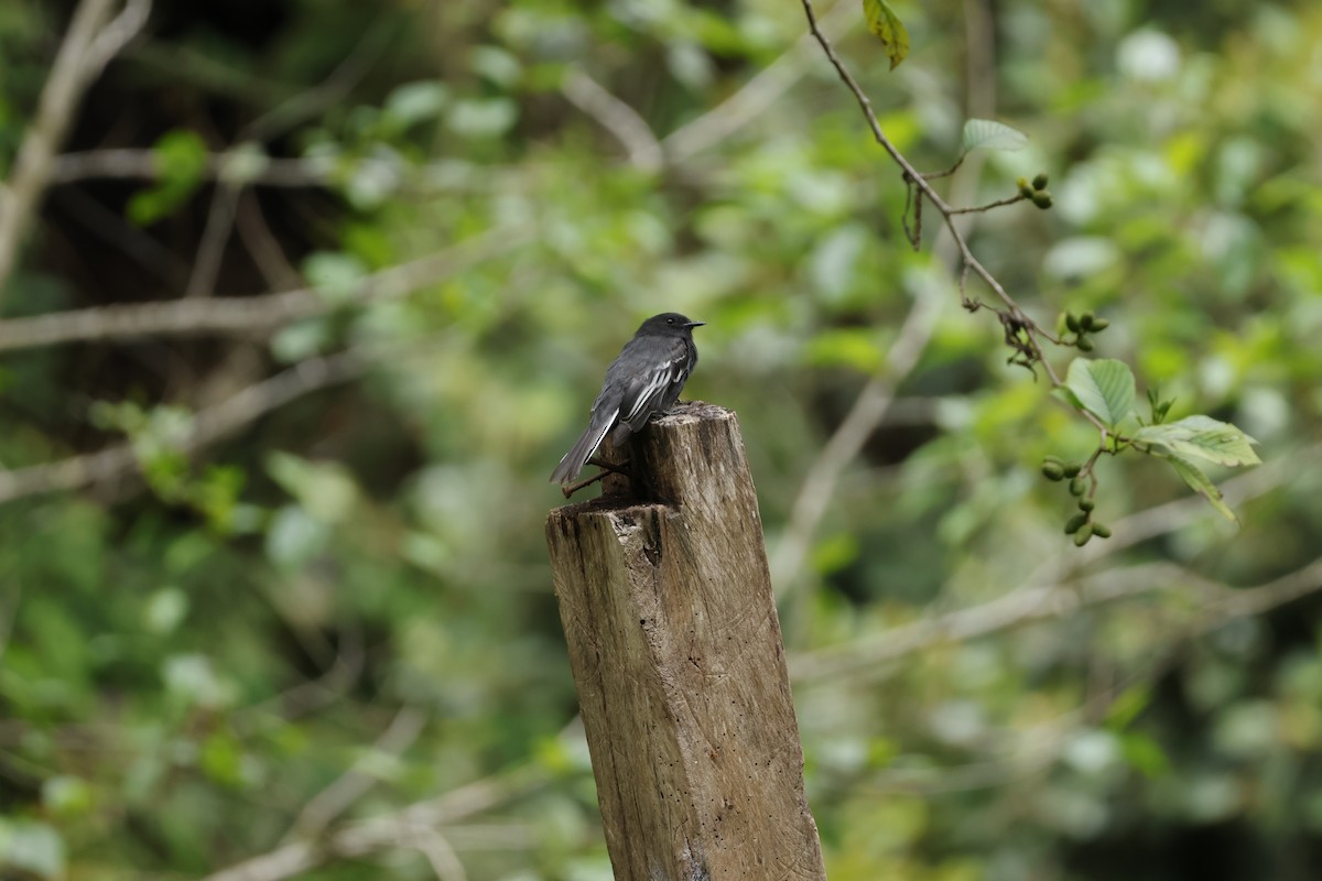 Black Phoebe (White-winged) - ML643225451