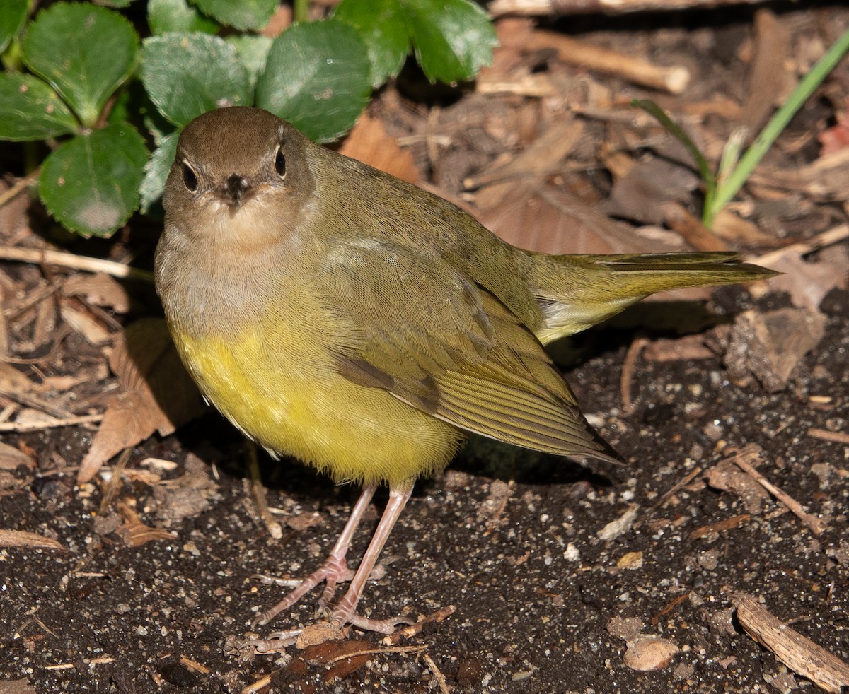 Connecticut Warbler - ML643225464