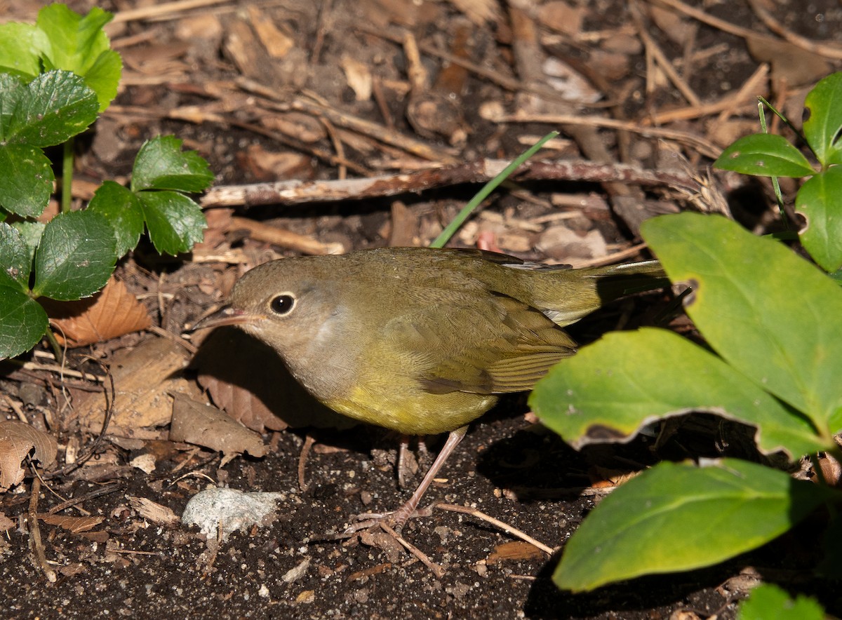 Connecticut Warbler - ML643225468