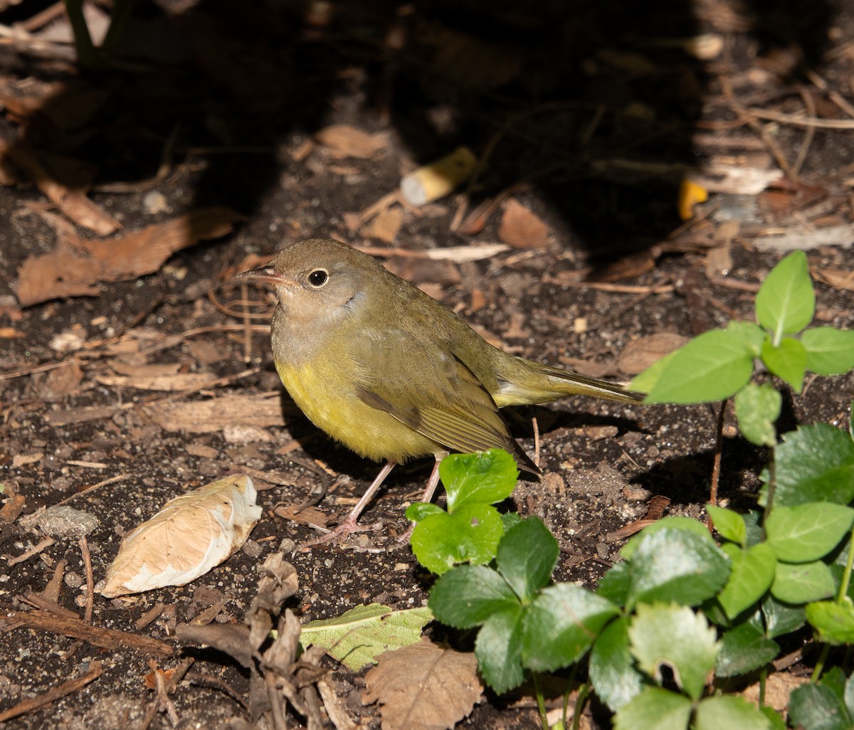 Connecticut Warbler - ML643225469