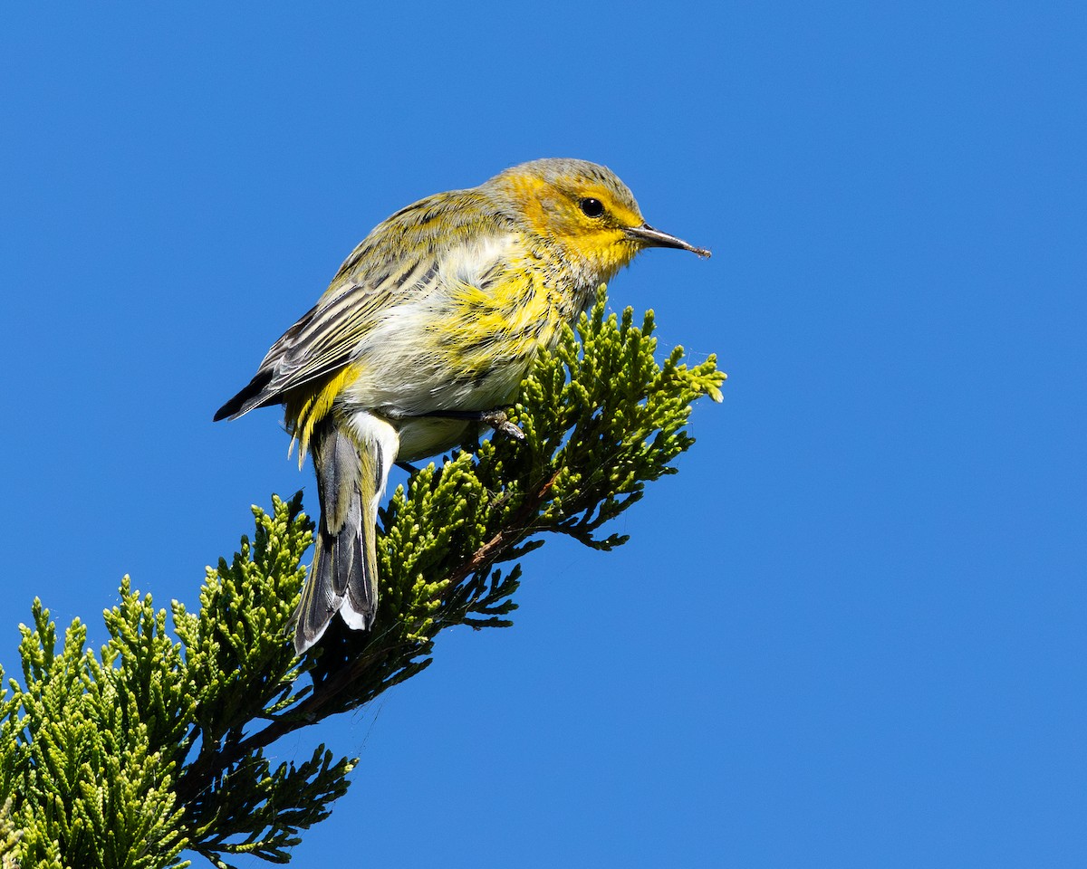 Cape May Warbler - ML643225471