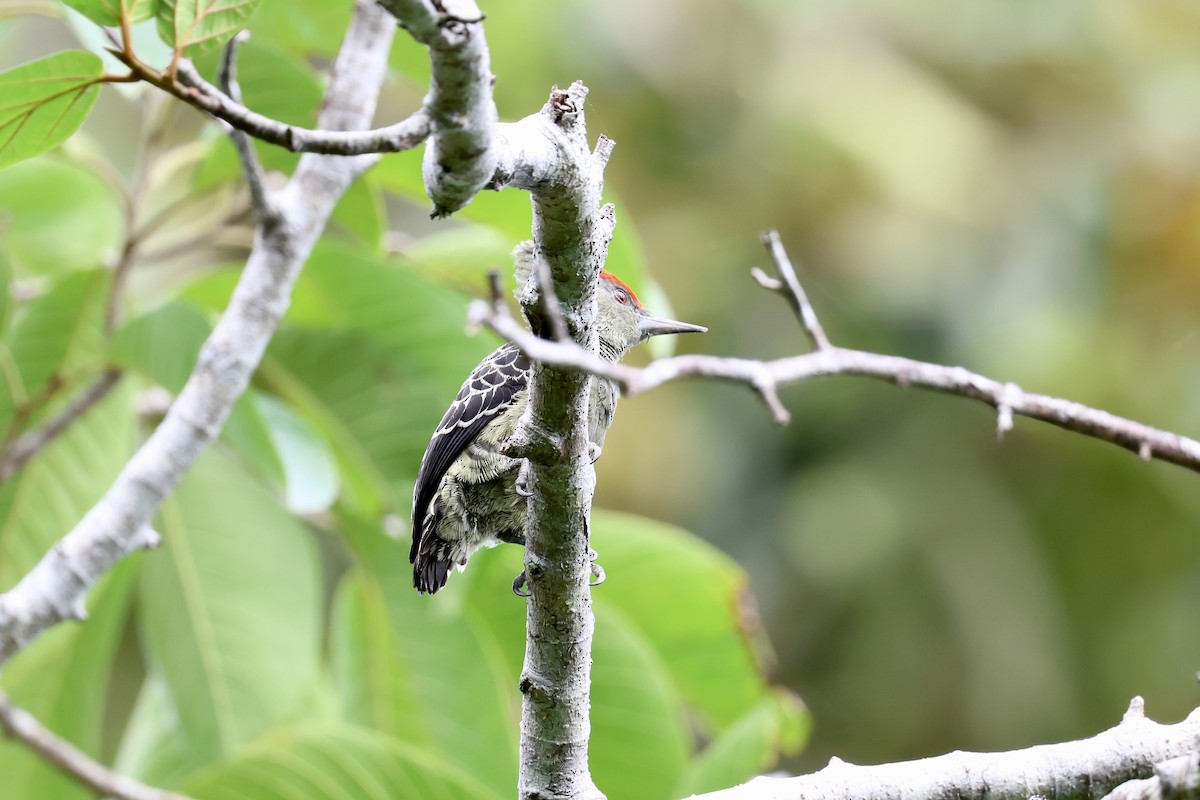 Gray-and-buff Woodpecker (Gray-and-buff) - ML643225472