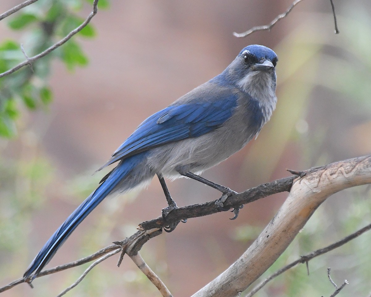 Woodhouse's Scrub-Jay - ML643225476