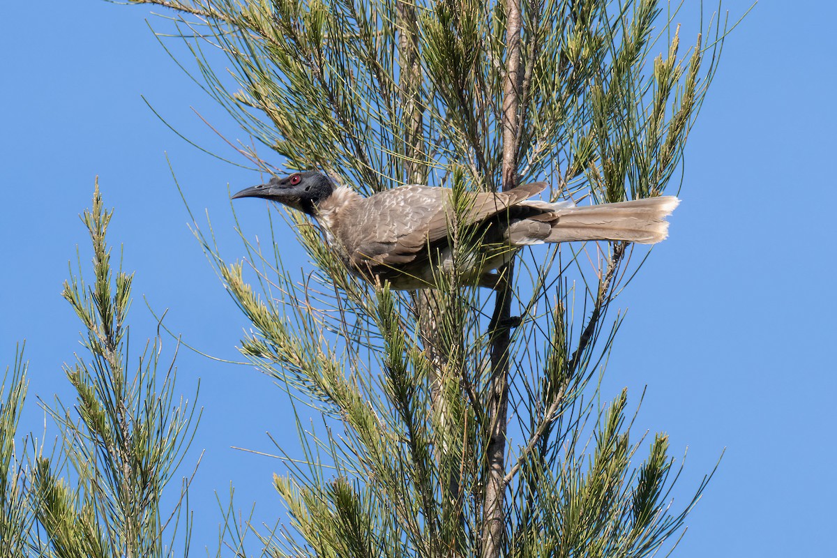 Noisy Friarbird - ML643225477