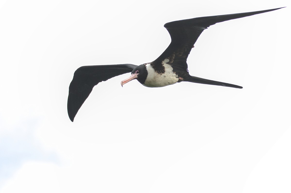 Christmas Island Frigatebird - ML643225478