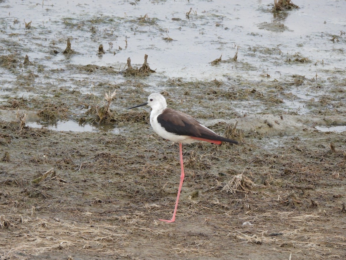 Black-winged Stilt - ML643225487