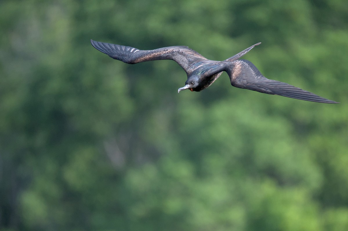 Great Frigatebird - ML643225489