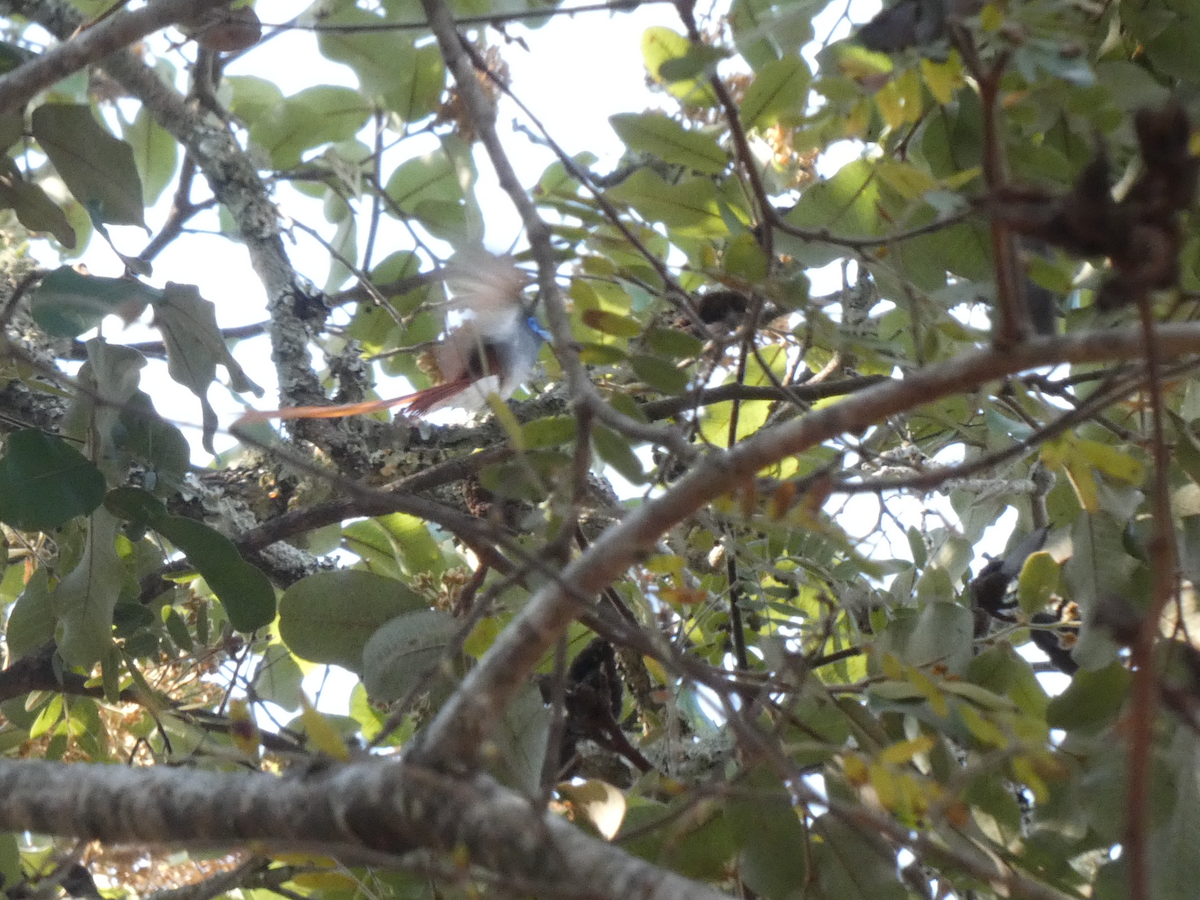 African Paradise-Flycatcher - ML643225490