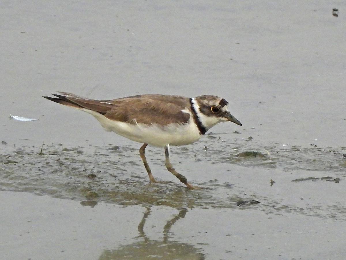 Little Ringed Plover - ML643225491