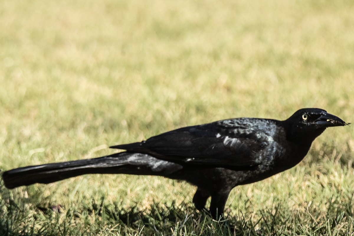Great-tailed Grackle - ML643225492