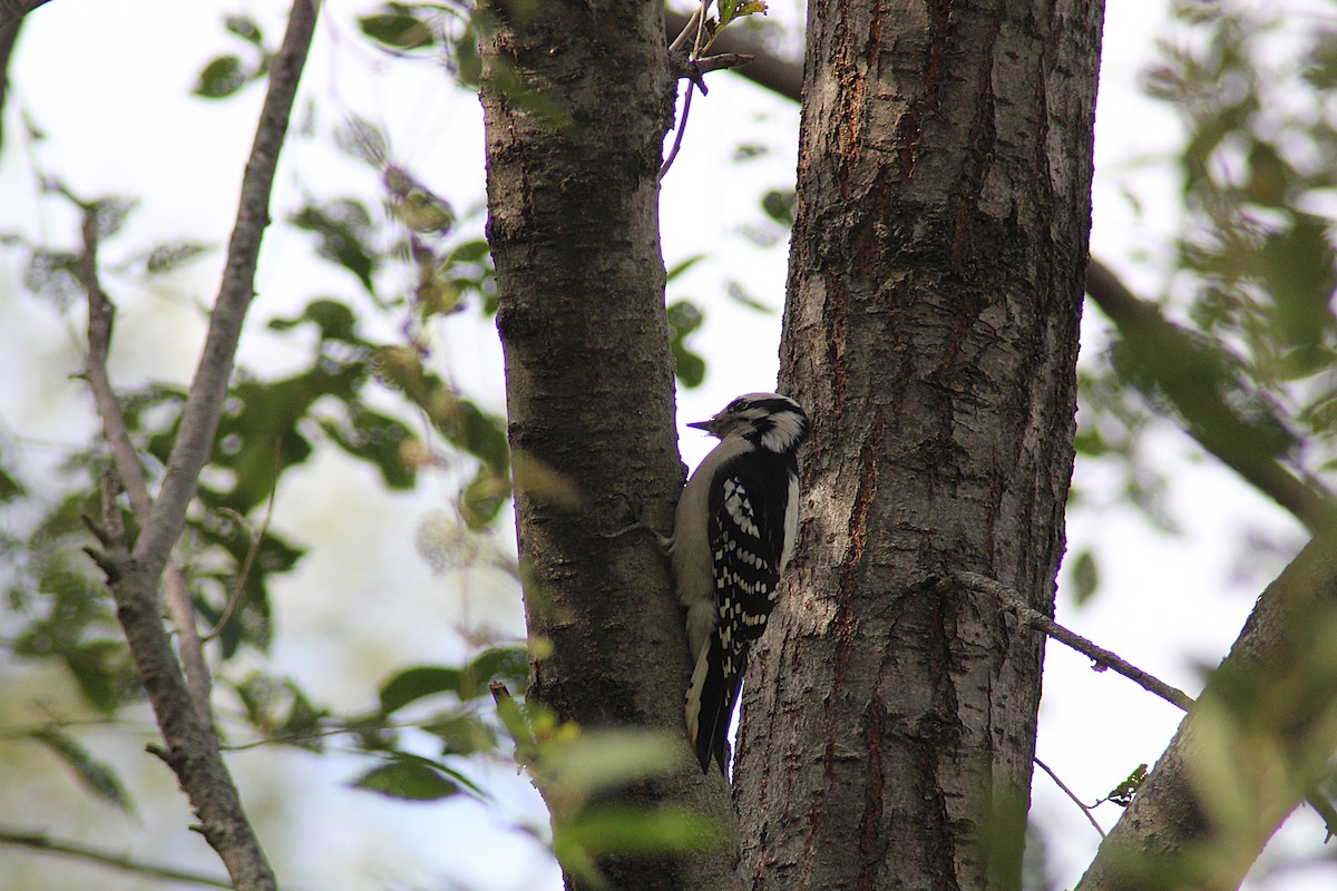 Downy Woodpecker - ML643225493