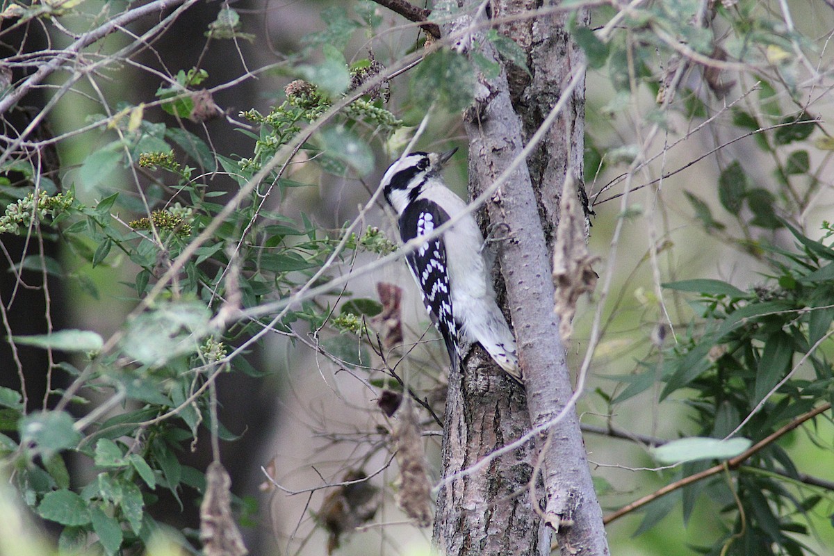 Downy Woodpecker - ML643225494