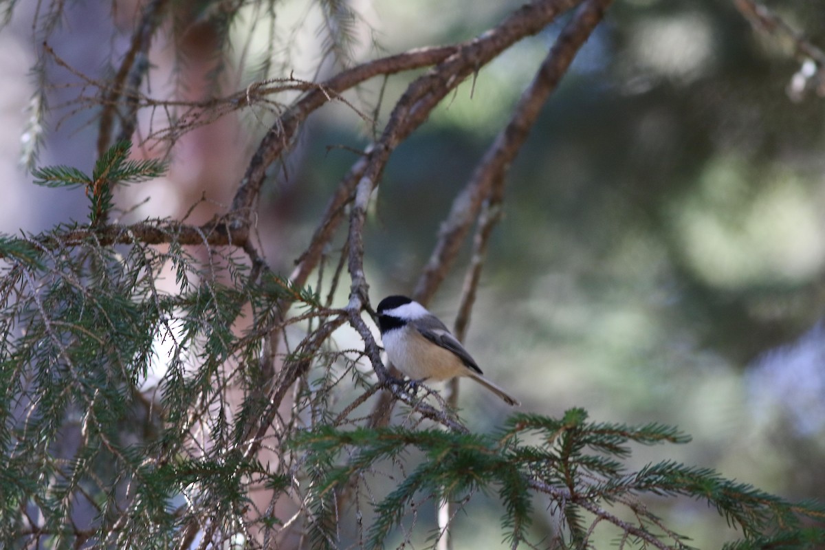Black-capped Chickadee - ML643225496
