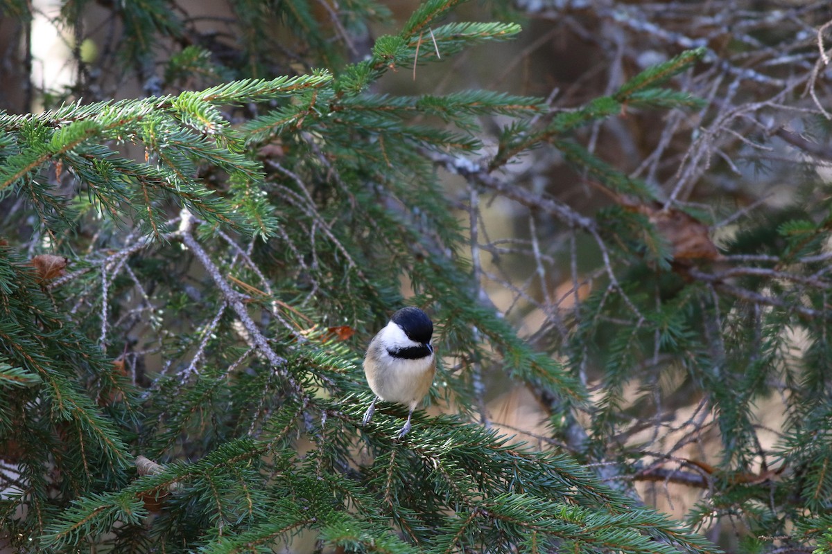 Black-capped Chickadee - ML643225497