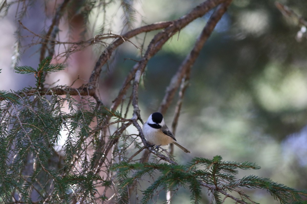Black-capped Chickadee - ML643225499