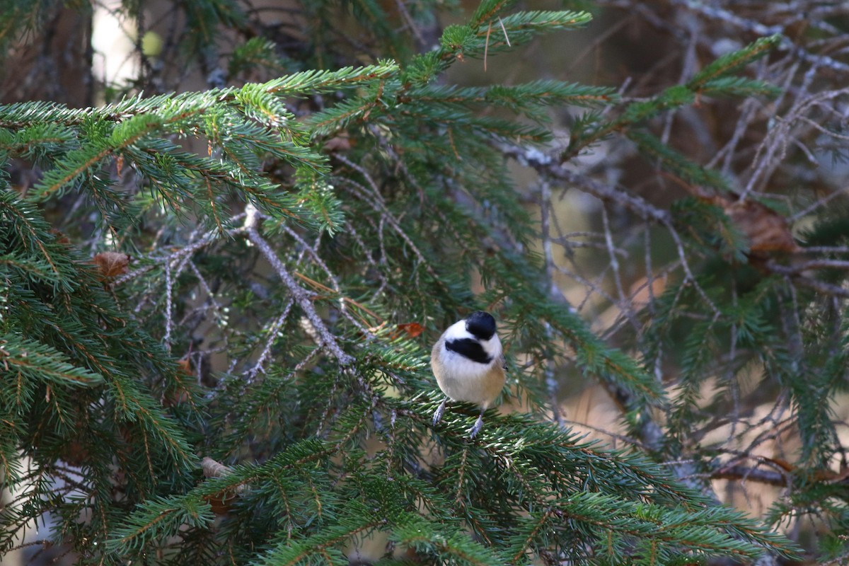 Black-capped Chickadee - ML643225500