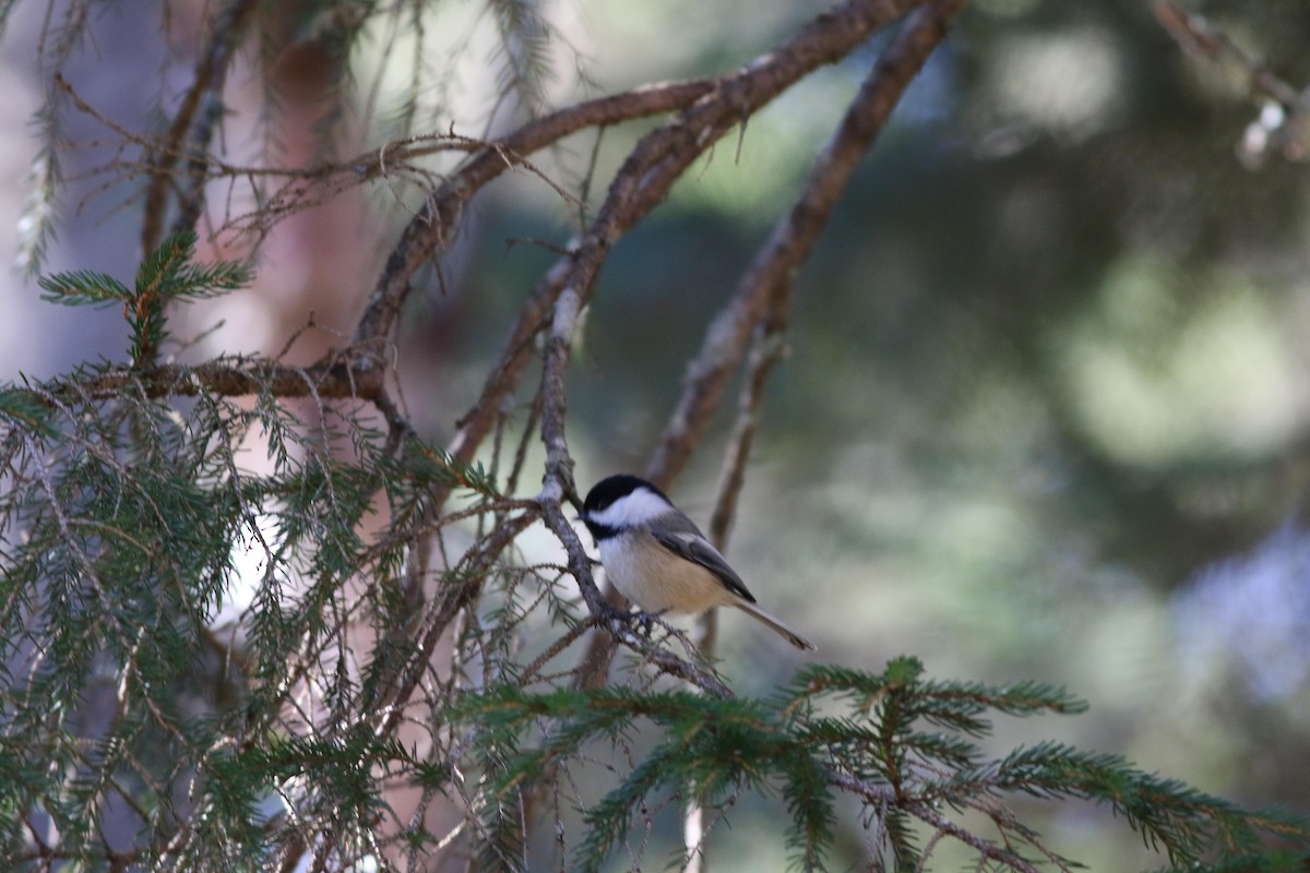Black-capped Chickadee - ML643225501