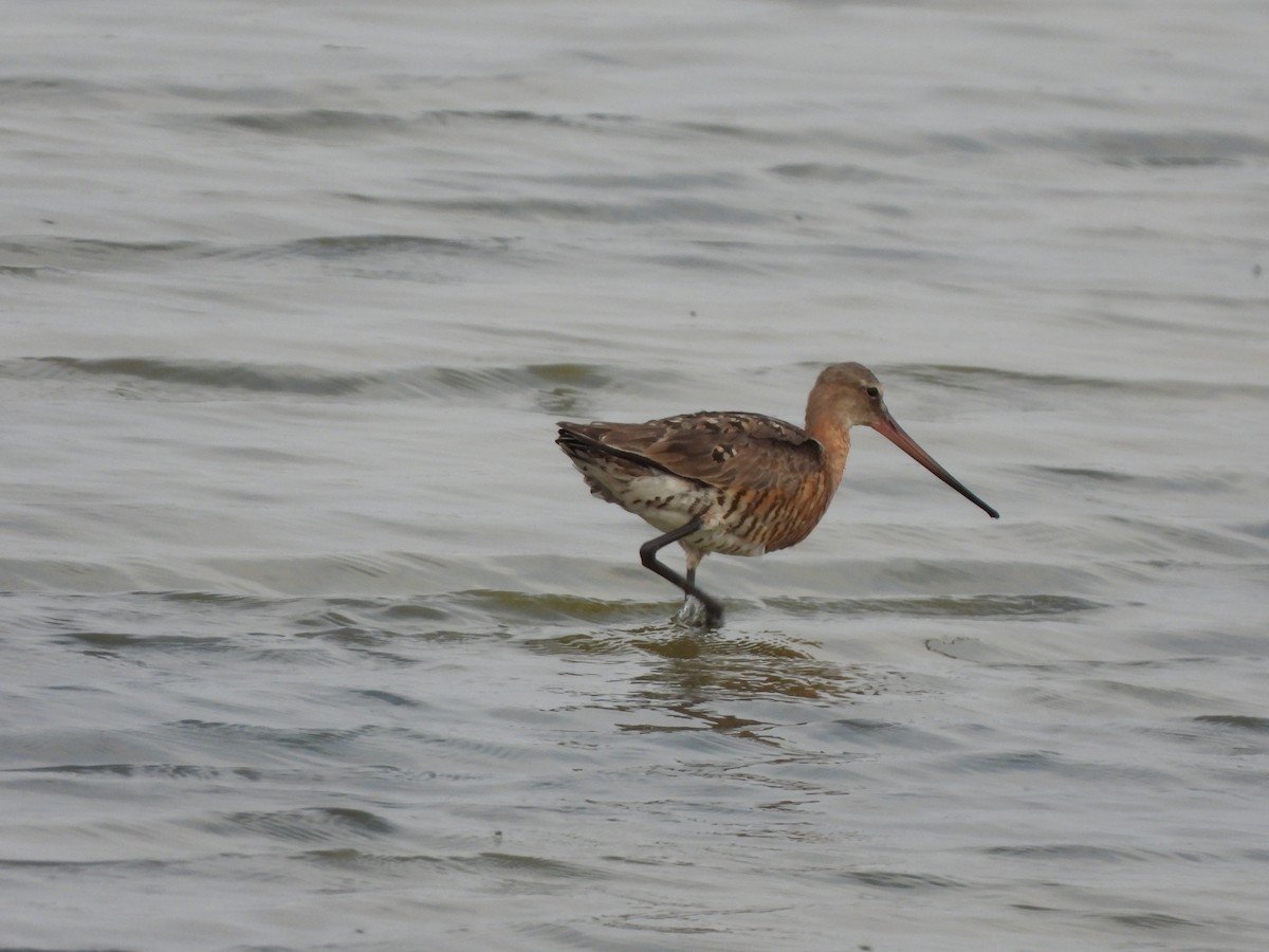 Black-tailed Godwit - ML643225502