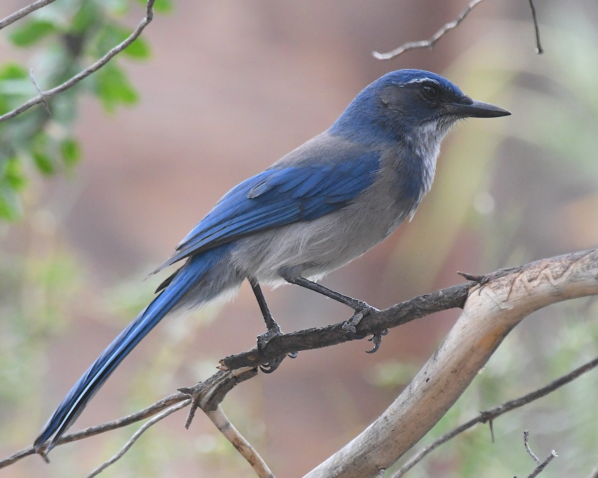 Woodhouse's Scrub-Jay - ML643225503
