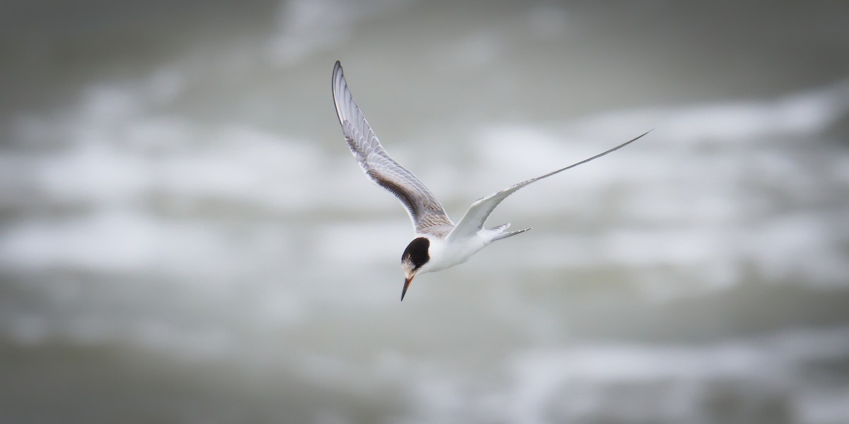 Sandwich Tern - ML643225504