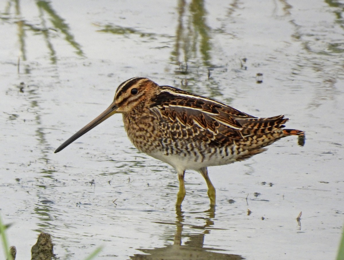 Common Snipe - ML643225506