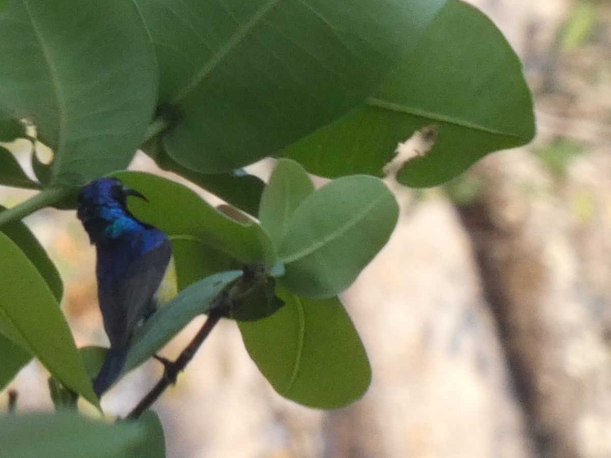 Variable Sunbird - ML643225507