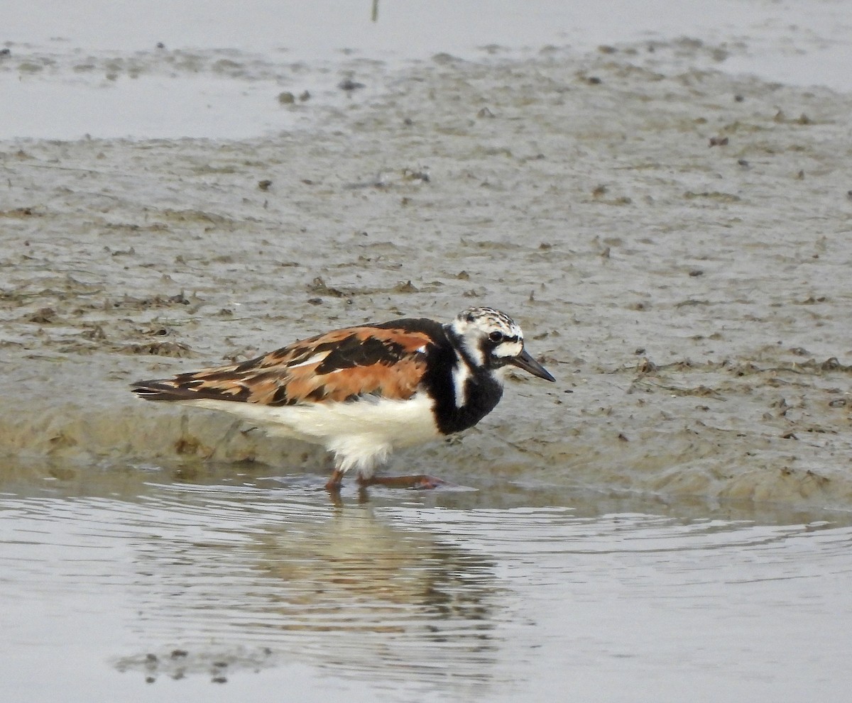 キョウジョシギ - ML643225533