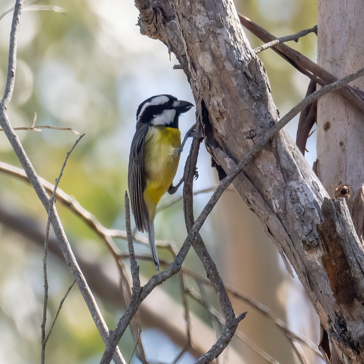 Eastern Shrike-tit - ML643225542