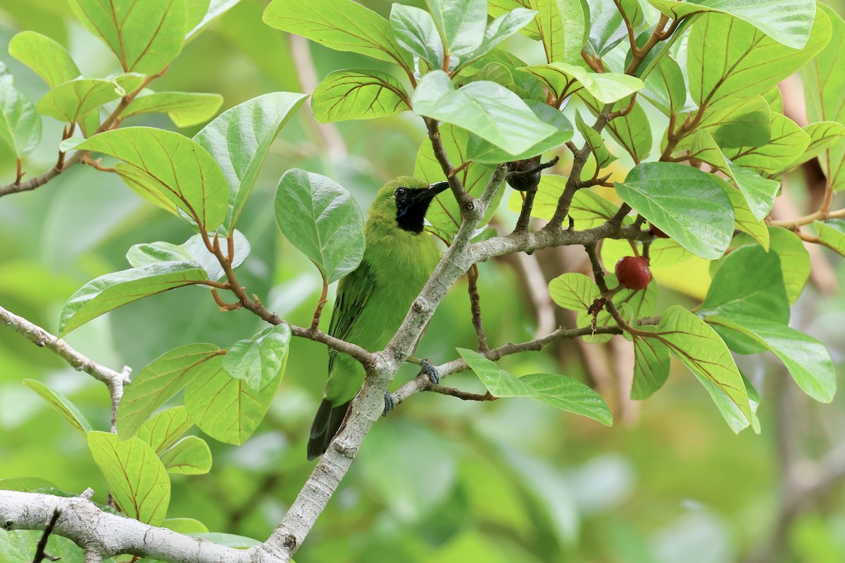 Lesser Green Leafbird - ML643225571