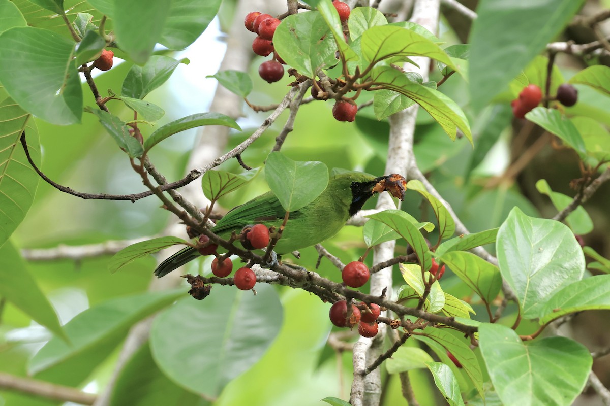 Lesser Green Leafbird - ML643225572