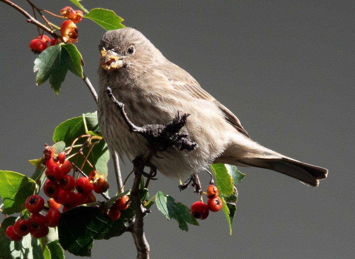 House Finch - ML643225595
