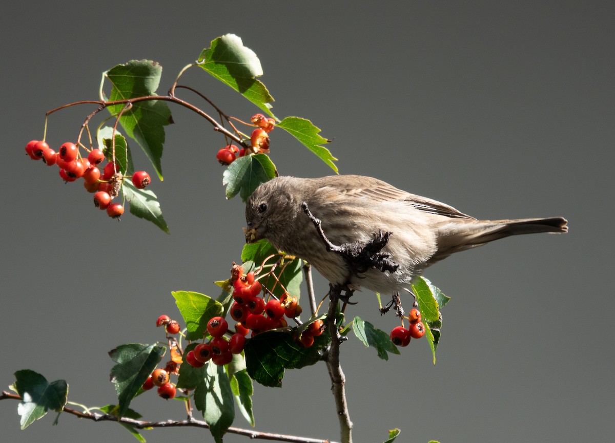 House Finch - ML643225596