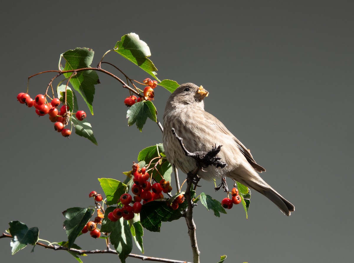 House Finch - ML643225597