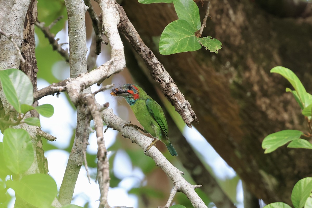 Kara Kulaklı Barbet - ML643225612