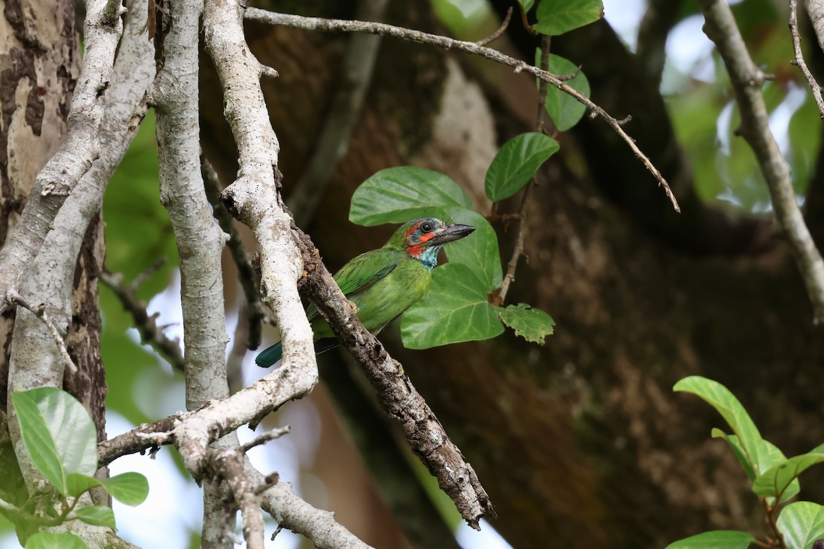 Kara Kulaklı Barbet - ML643225613
