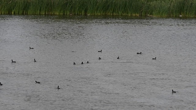 American Coot - ML643225661