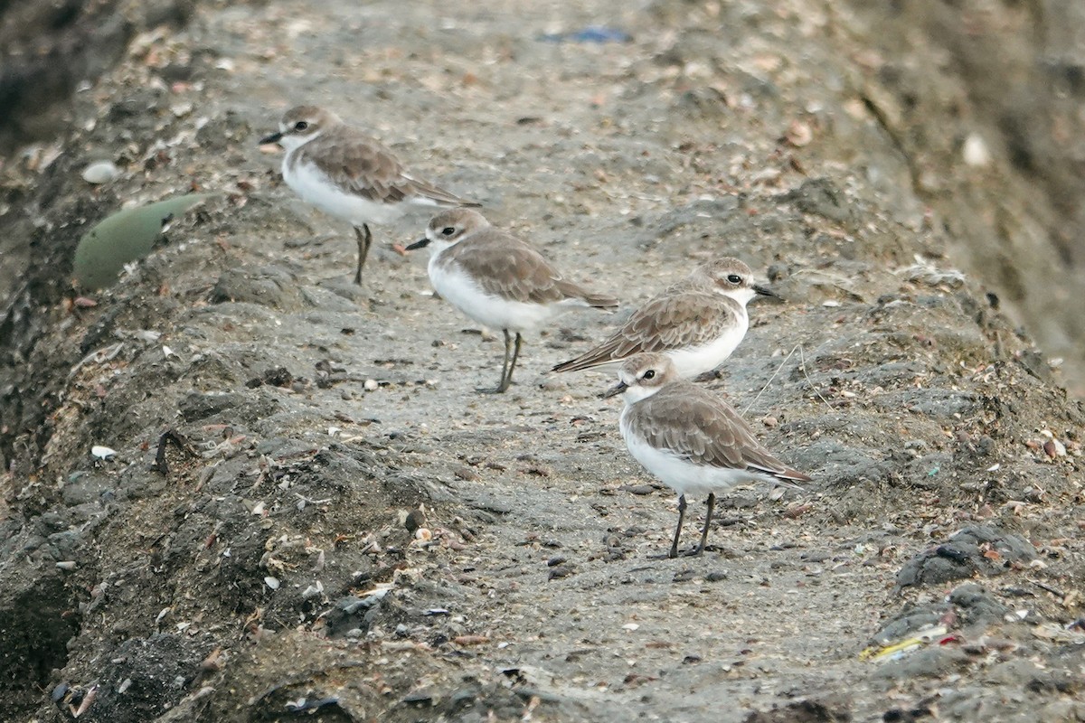 Siberian Sand-Plover - ML643225666