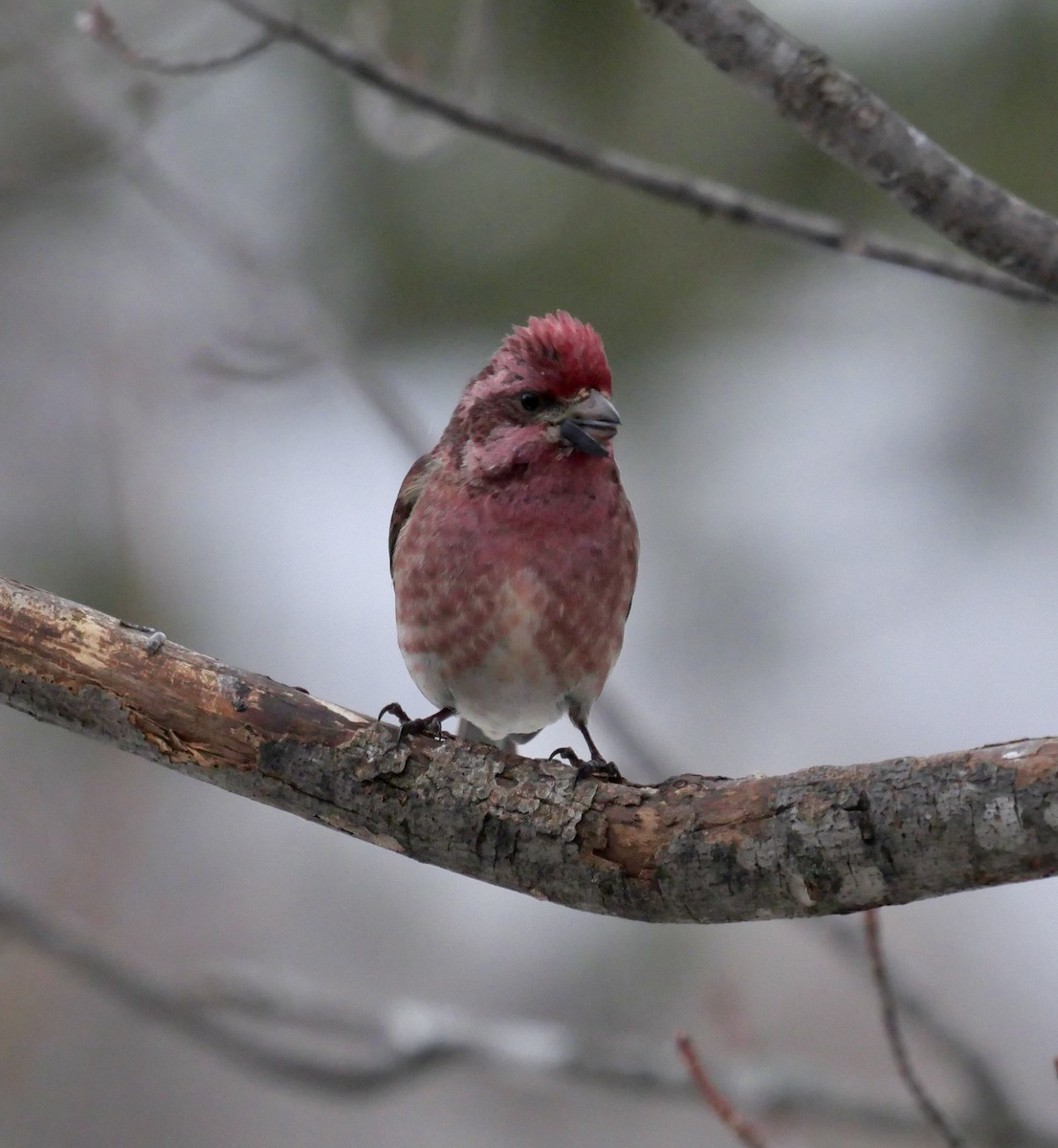 House Finch - ML643225678