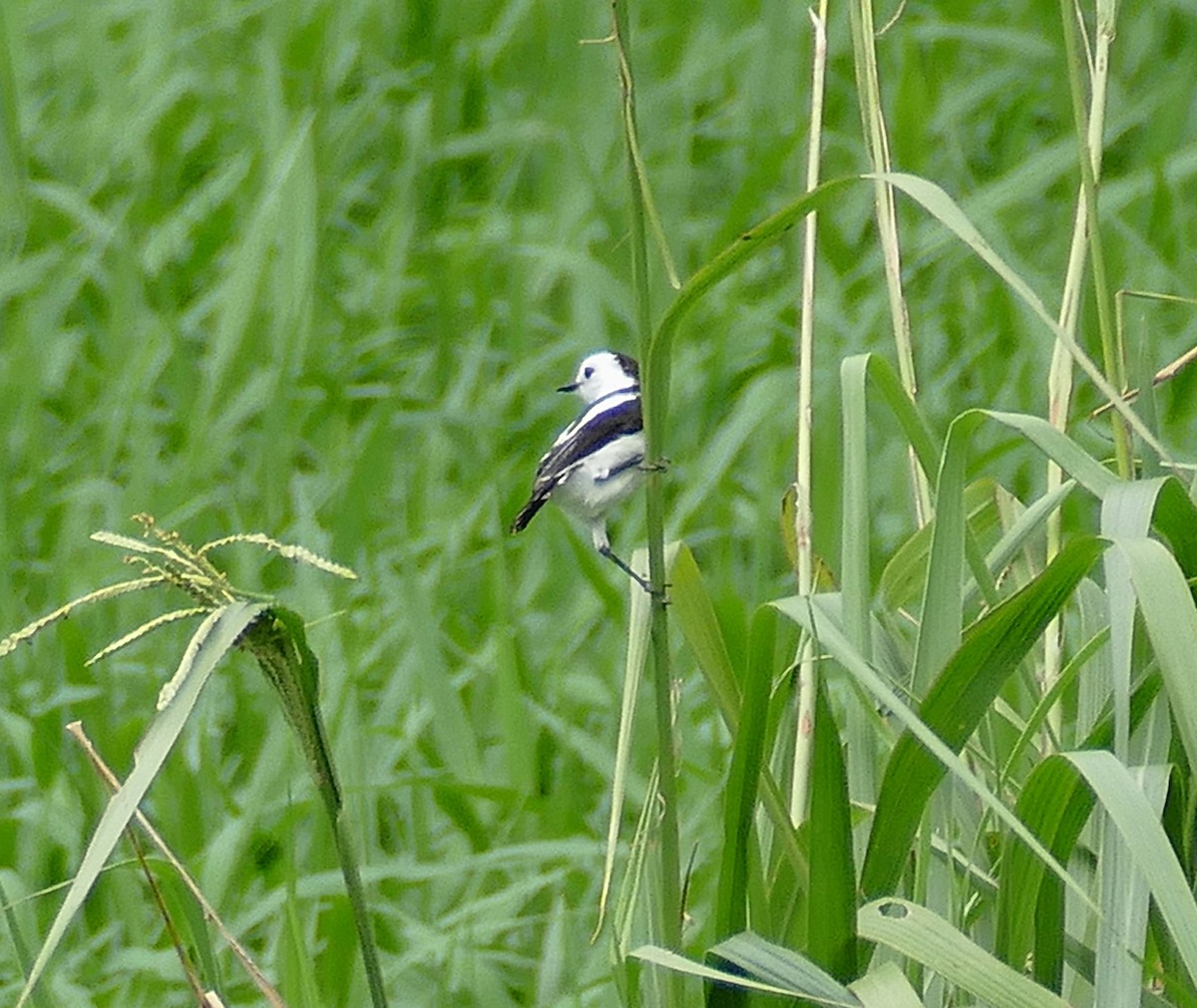 Pied Water-Tyrant - ML643225680