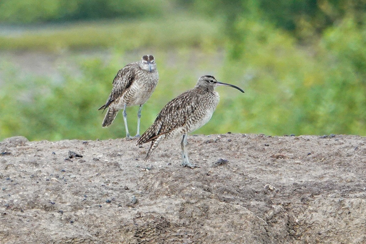 Кульон середній - ML643225684