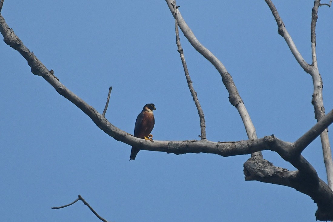 Oriental Hobby - ML643225697