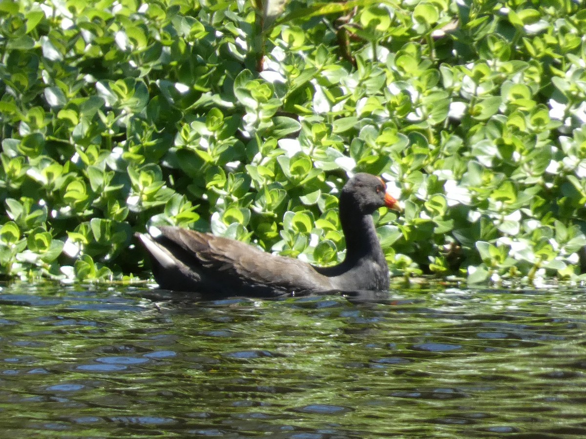 Dusky Moorhen - ML643225720