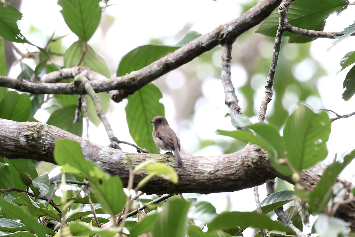 Brown-streaked Flycatcher - ML643225724