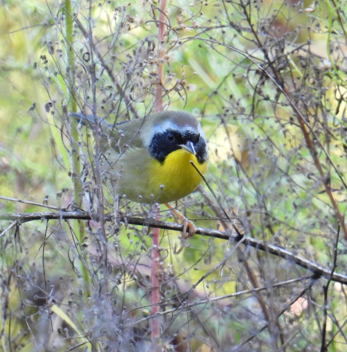 Common Yellowthroat - ML643225726