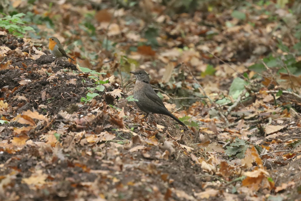 Eurasian Blackbird - ML643225727