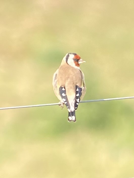 European Goldfinch - ML643225731