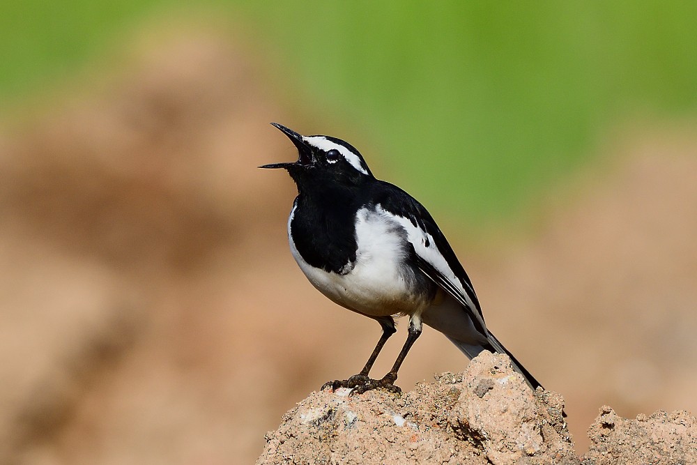 White-browed Wagtail - ML643225732