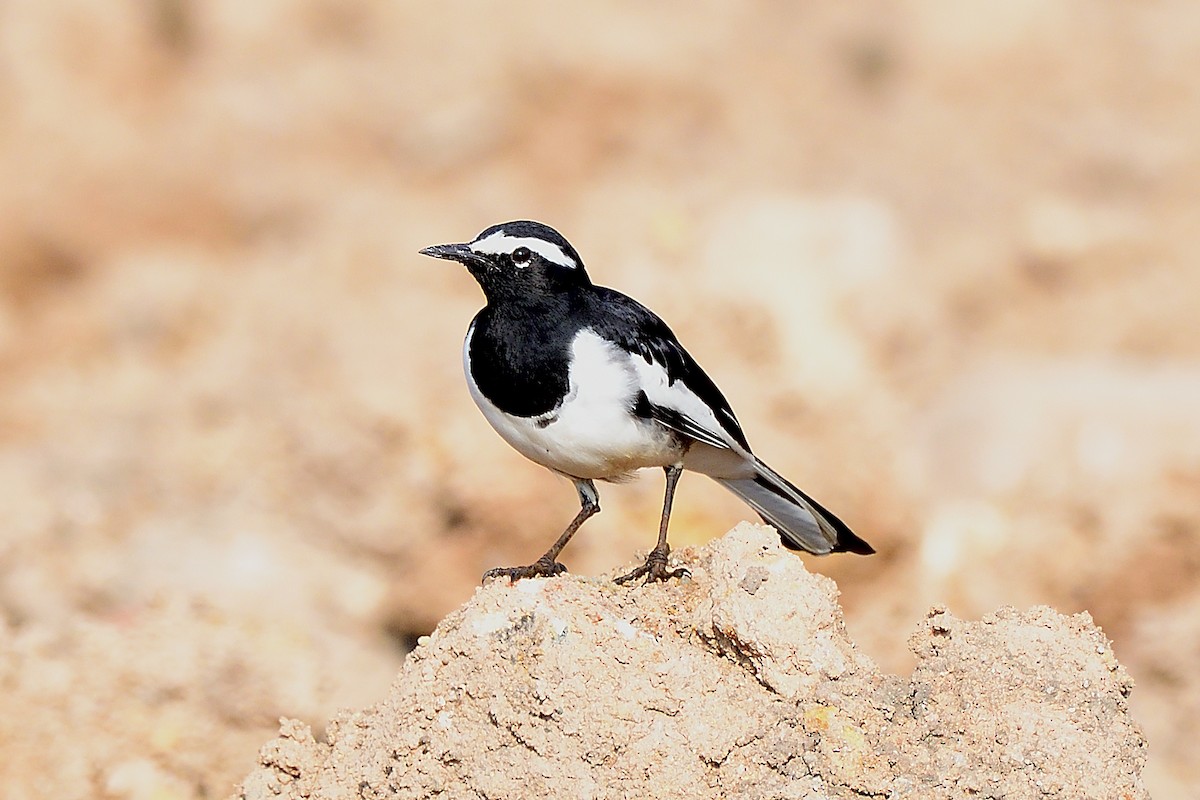 White-browed Wagtail - ML643225733